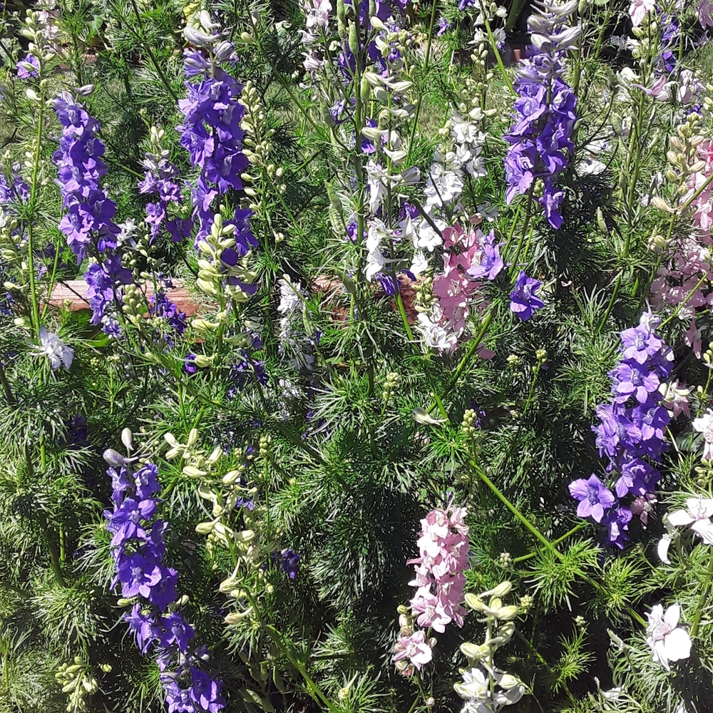 Meet your Posher, Laurie